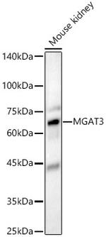 MGAT3 Polyclonal Antibody