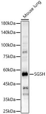 SGSH Polyclonal Antibody