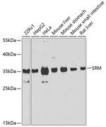 SRM Polyclonal Antibody