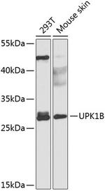 UPK1B Polyclonal Antibody