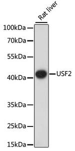 USF2 Polyclonal Antibody