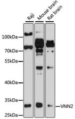 VNN2 Polyclonal Antibody