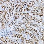 P2Y14 Polyclonal Antibody