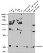 CD160 Polyclonal Antibody