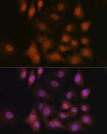 WWTR1 Antibody in Immunocytochemistry (ICC/IF)