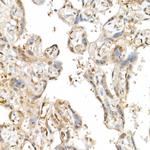 WWTR1 Antibody in Immunohistochemistry (Paraffin) (IHC (P))