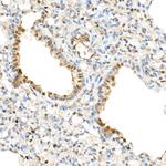 WWTR1 Antibody in Immunohistochemistry (Paraffin) (IHC (P))
