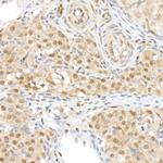 WWTR1 Antibody in Immunohistochemistry (Paraffin) (IHC (P))