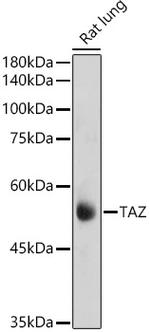 WWTR1 Antibody in Western Blot (WB)
