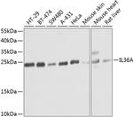 IL1F6 Polyclonal Antibody