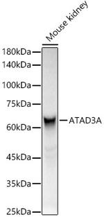 ATAD3A Antibody in Western Blot (WB)