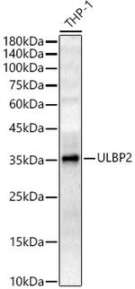 ULBP2 Polyclonal Antibody