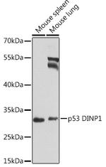 p53DINP1 Polyclonal Antibody
