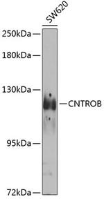 CNTROB Polyclonal Antibody