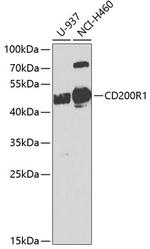 CD200R Polyclonal Antibody
