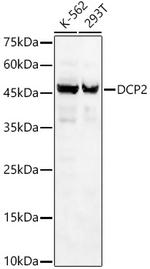 DCP2 Polyclonal Antibody