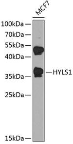 HYLS1 Polyclonal Antibody