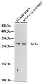 Noggin Polyclonal Antibody