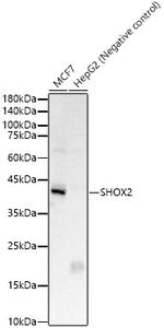SHOX2 Polyclonal Antibody
