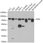 FZD9 Polyclonal Antibody