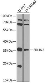 ERLIN2 Polyclonal Antibody