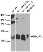 NDUFA1 Polyclonal Antibody