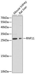 RNF11 Polyclonal Antibody