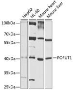 POFUT1 Polyclonal Antibody
