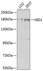Nidogen Polyclonal Antibody