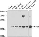 NME4 Polyclonal Antibody