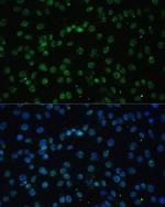 UAP56 Antibody in Immunocytochemistry (ICC/IF)