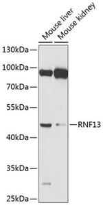 RNF13 Polyclonal Antibody