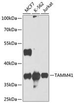 C3orf31 Polyclonal Antibody