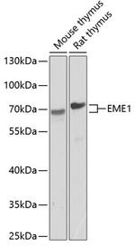 EME1 Polyclonal Antibody
