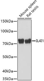 IL4I1 Polyclonal Antibody