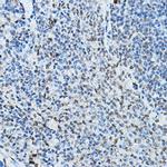 NCoR2 Antibody in Immunohistochemistry (Paraffin) (IHC (P))
