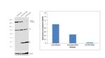 NCoR2 Antibody in Western Blot (WB)