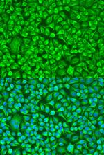 TUBB8 Polyclonal Antibody