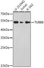 TUBB8 Antibody in Western Blot (WB)