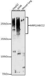 MRP2 Polyclonal Antibody
