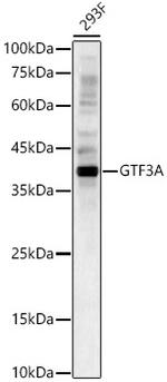 GTF3A Polyclonal Antibody