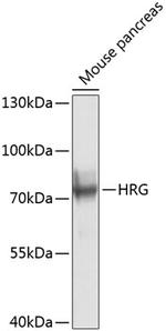 HRG Polyclonal Antibody