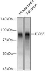 ITGB8 Antibody in Western Blot (WB)