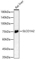 OATP1 Polyclonal Antibody