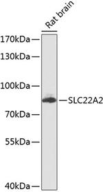 SLC22A2 Polyclonal Antibody