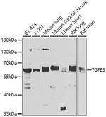 TGF beta-3 Polyclonal Antibody