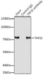 TAF15 Antibody in Immunoprecipitation (IP)