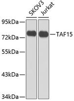 TAF15 Antibody in Western Blot (WB)