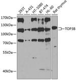 TOP3B Polyclonal Antibody