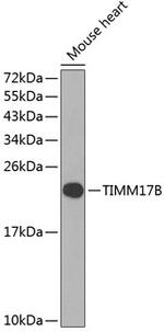 TIMM17B Polyclonal Antibody